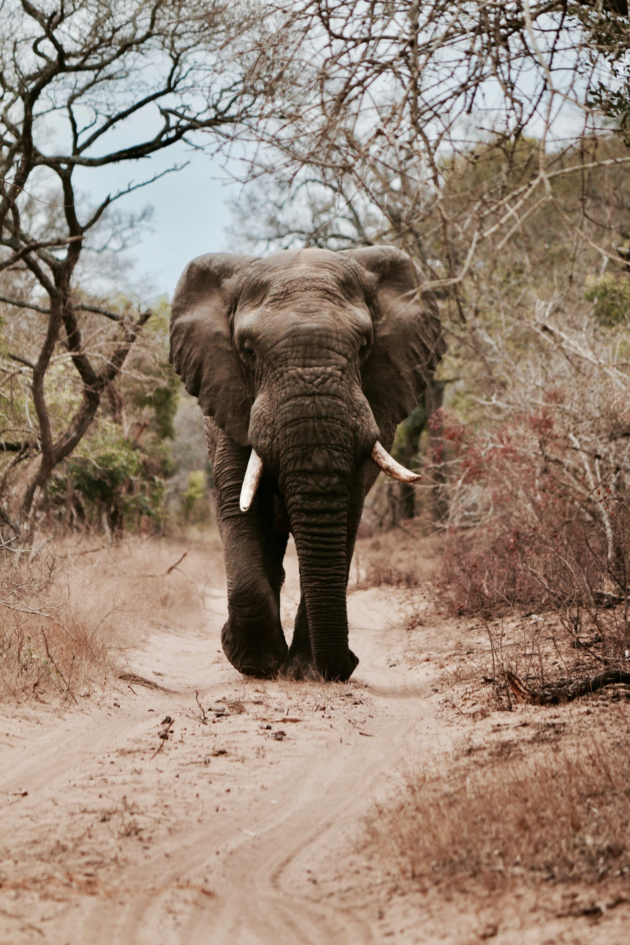 Africa - Safari — 4